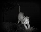 03 Leopard Stretch by Bob Davies