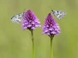 03 Marbled whites on Pyramidal Orchids by Jenny Warr