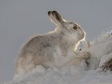 03 Mountain Hare Feeding by Iain Friend
