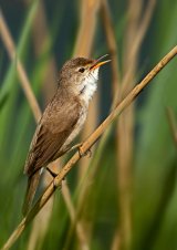 03 Reed Warbler by Ivor Toms
