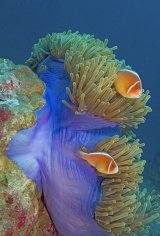 03 Spike Piddock Two Pink Anemonefish