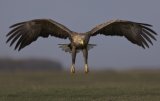 03 White-tailed Eagle by Susan Buckland