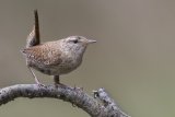 03 Wren by Tim Downton