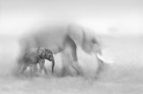 04 A Vanishing Species by Lisa Bukalders