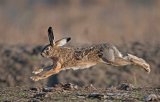 04 Brown Hare by Tim Downton
