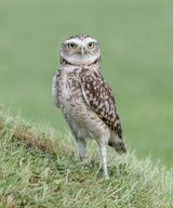04 Burrowing Owl by Martin Davenport