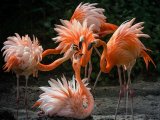 04 Flamingos by Ivor Toms