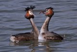 04 Grebes Courting by Tim Downton