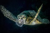 04 Hawksbill Turtle eating Jellyfish by Spike Piddock