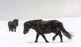 04 Icelandic Horses by Annette Beardsley