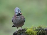 04 Jay with Raised Crown by Iain Friend