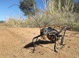 04 Koringkriek (Armoured Ground Cricket) by Lisa Bukalders LRPS