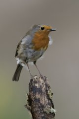 04 Robin by Tim Downton