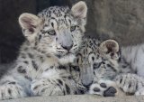 04 Snow Leopard Cubs by Ivor Toms