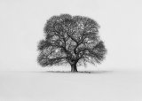 04 Solitary Tree in winter by Sid Jones