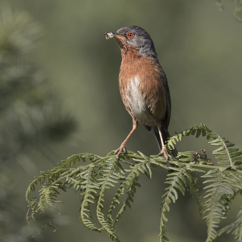 04 Tim Downton Dartford Warbler with Grub