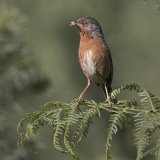 04 Tim Downton Dartford Warbler with Grub