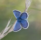 05 3 Silver studded blue butterfly by Jenny Warr