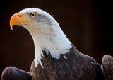 05 Bald Eagle by Ivor Toms