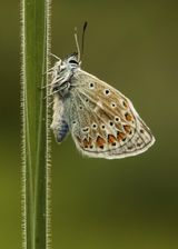 05 Blue Butterfly by Annette Beardsley