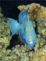 05 Blue Trigger Fish by Spike Piddock