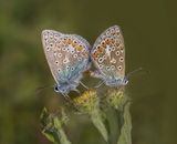 05 Common Blue Butterflies Mating by Stephen Lee