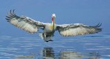 05 Dalmatian Pelican landing 2 by David Cantrille