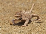 05 Desert Chameleon by Lisa Bukalders LRPS