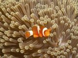 05 False Clown Anemonefish by Spike Piddock