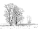 05 Frosted Trees by Jane Lee
