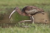05 Glossy Ibis and Water Droplet by Tim Downton