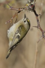 05 Goldcrest by Tim Downton