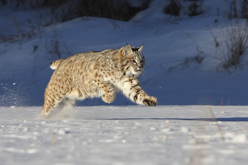 05 Greg Duncan Bob Cat Running In Snow