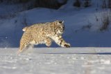 05 Greg Duncan Bob Cat Running In Snow