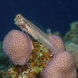 05 Little Comb-toothed Blennie by Spike Piddock