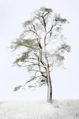05 Lone Tree in Snowstorm by Di Tilsley