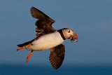 05 Puffin in Flight with Sand Eels by Susan Buckland