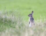 05 Rabbit on Alert - Jenny Warr LRPS