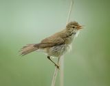 05 Reed Warbler Juvenile Singing by Iain Friend
