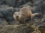 05 Sea Otter on Rocks Kintyre by Stephen Lee