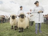 05 Sheep on Show by Stephen Jones