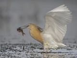 05 Squacco Heron with Fish by Tim Downton
