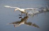 05 Swan Taking Off by Ivor Toms