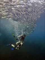 05 Swimming with Jacks by Spike Piddock