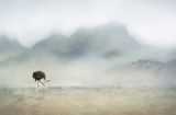 05 The Ostrich's Journey by Lisa Bukalders