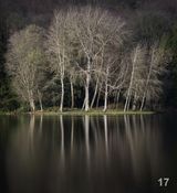 05 Winter Trees by Stephen Jones