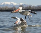 06 Dalmatian Pelicans by Annette Beardsley