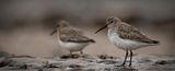 06 Dunlin by Iain Friend