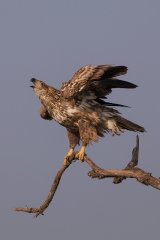 06 Eagle Calling by Susan Buckland
