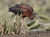 06 Glossy Ibis with Grub by Susan Buckland